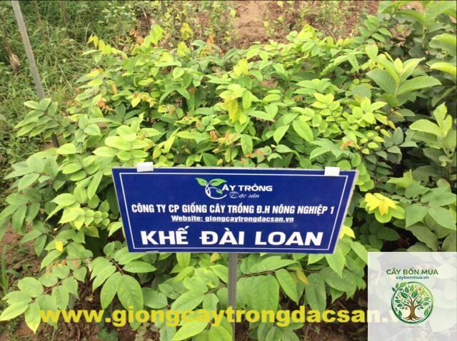 cây khế Đài Loan - Image 2