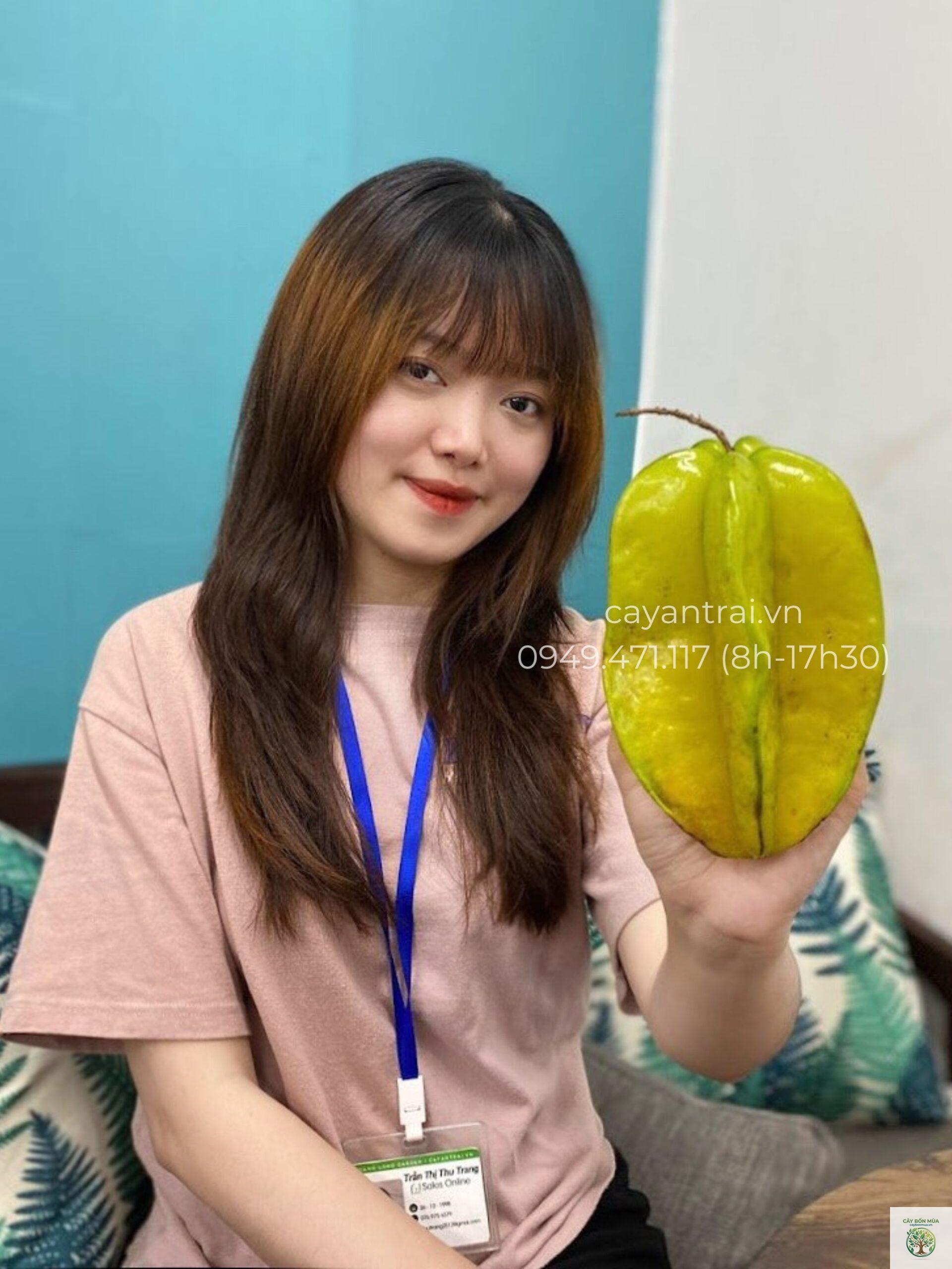 cây khế Đài Loan - Image 4