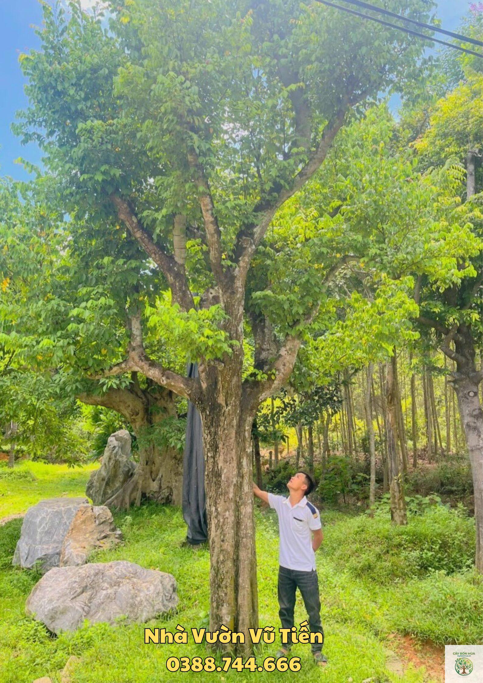cây khế chua - Image 3