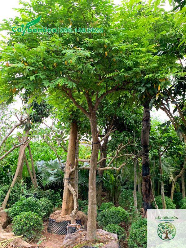 cây khế chua