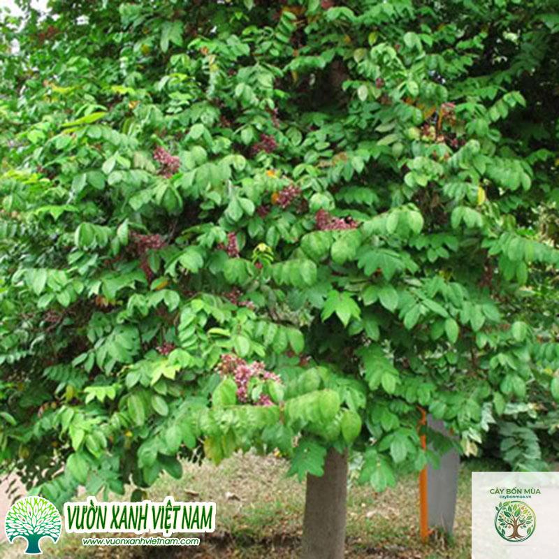 cây khế không hạt - Image 3