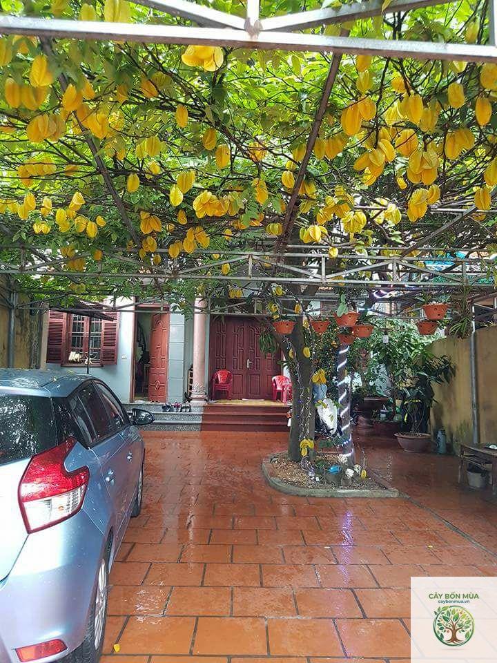 cây khế khổng lồ - Image 2