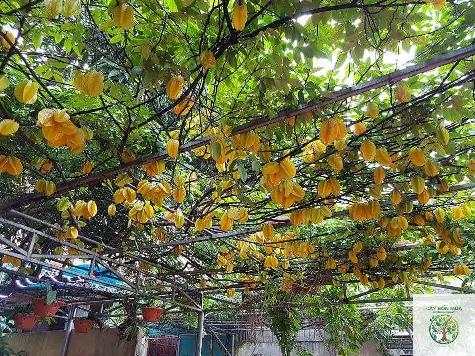 cây khế khổng lồ - Image 4