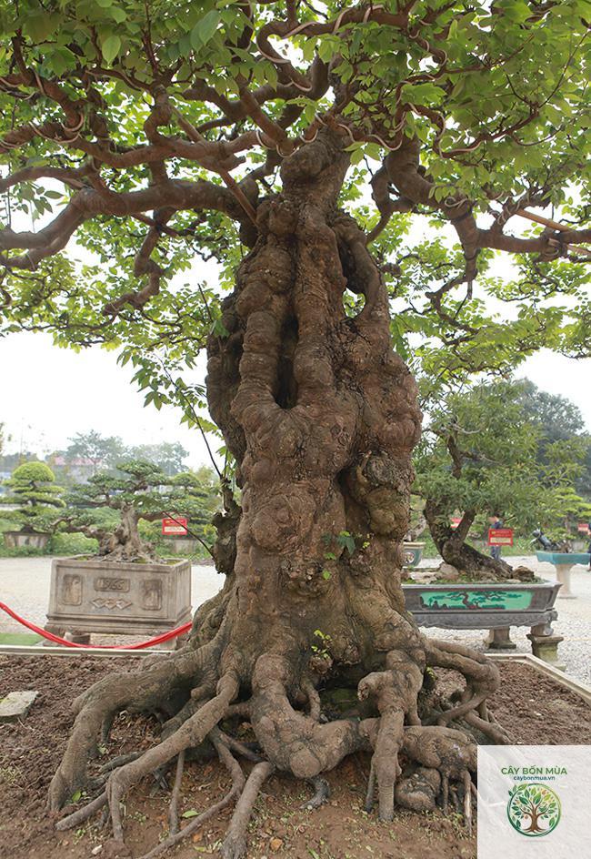 cây khế khổng lồ