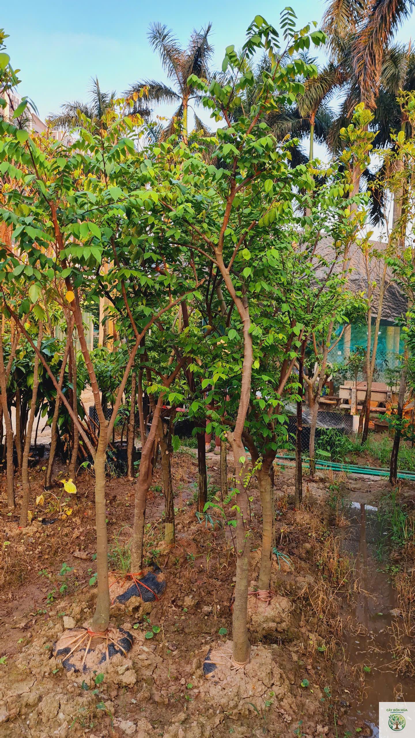 cây khế ngọt - Image 3