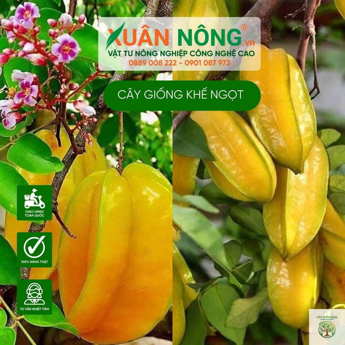 cây khế ngọt Thái - Image 5