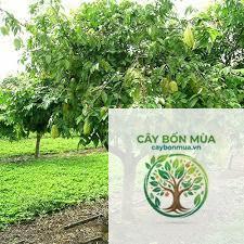 cây khế ngọt Thái