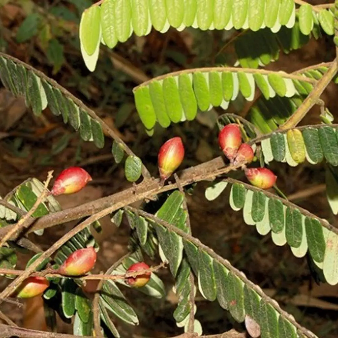 cây khế rừng - Image 3