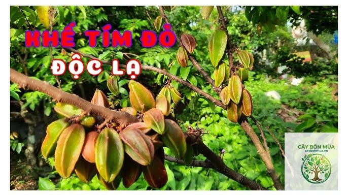 cây khế tím