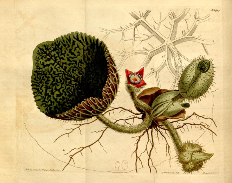 cây khiếm thực - Image 3
