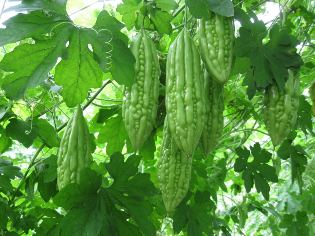 cây khổ qua