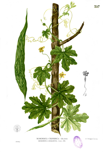 cây khổ qua - Image 3