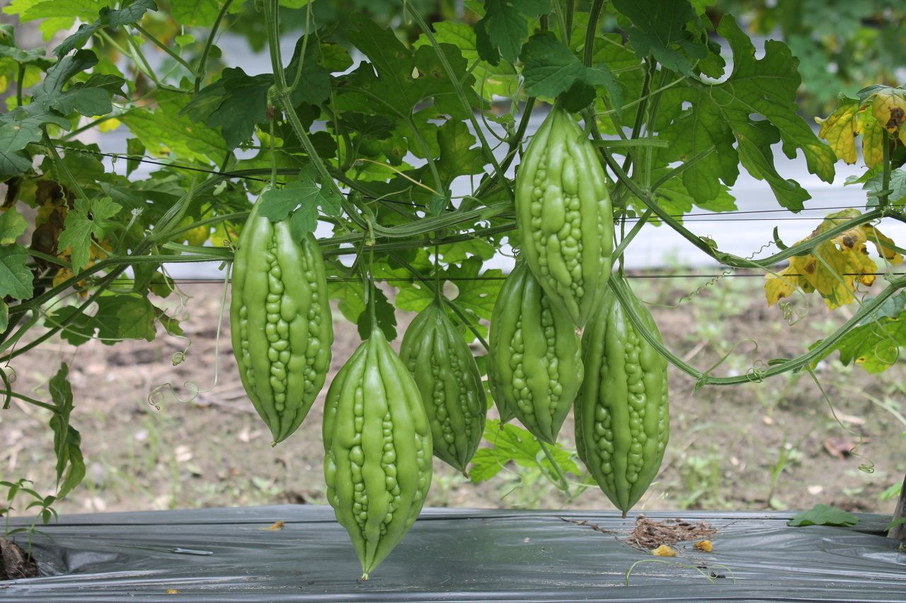cây khổ qua - Image 5