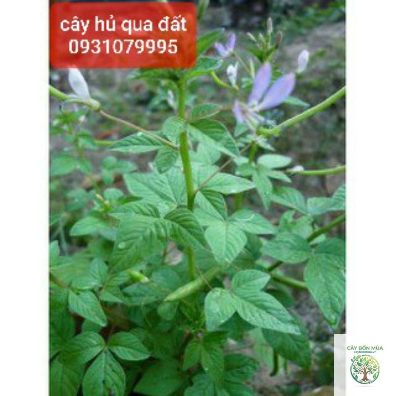 cây khổ qua đất - Image 3