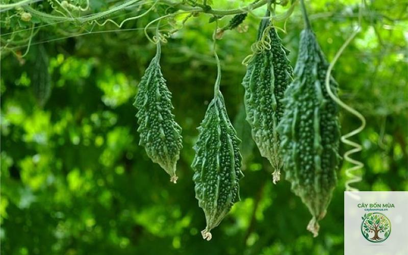 cây khổ qua rừng