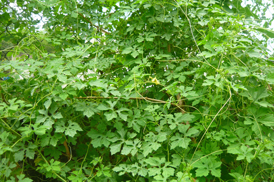cây khổ qua rừng - Image 3