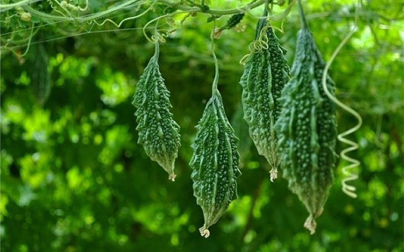 cây khổ qua rừng