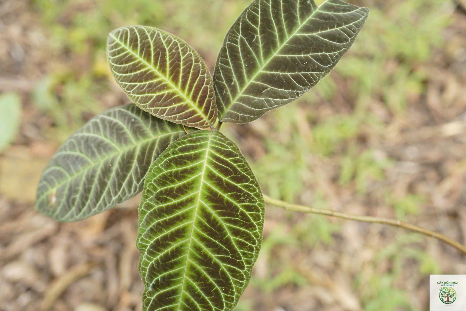 cây khôi rừng - Image 5