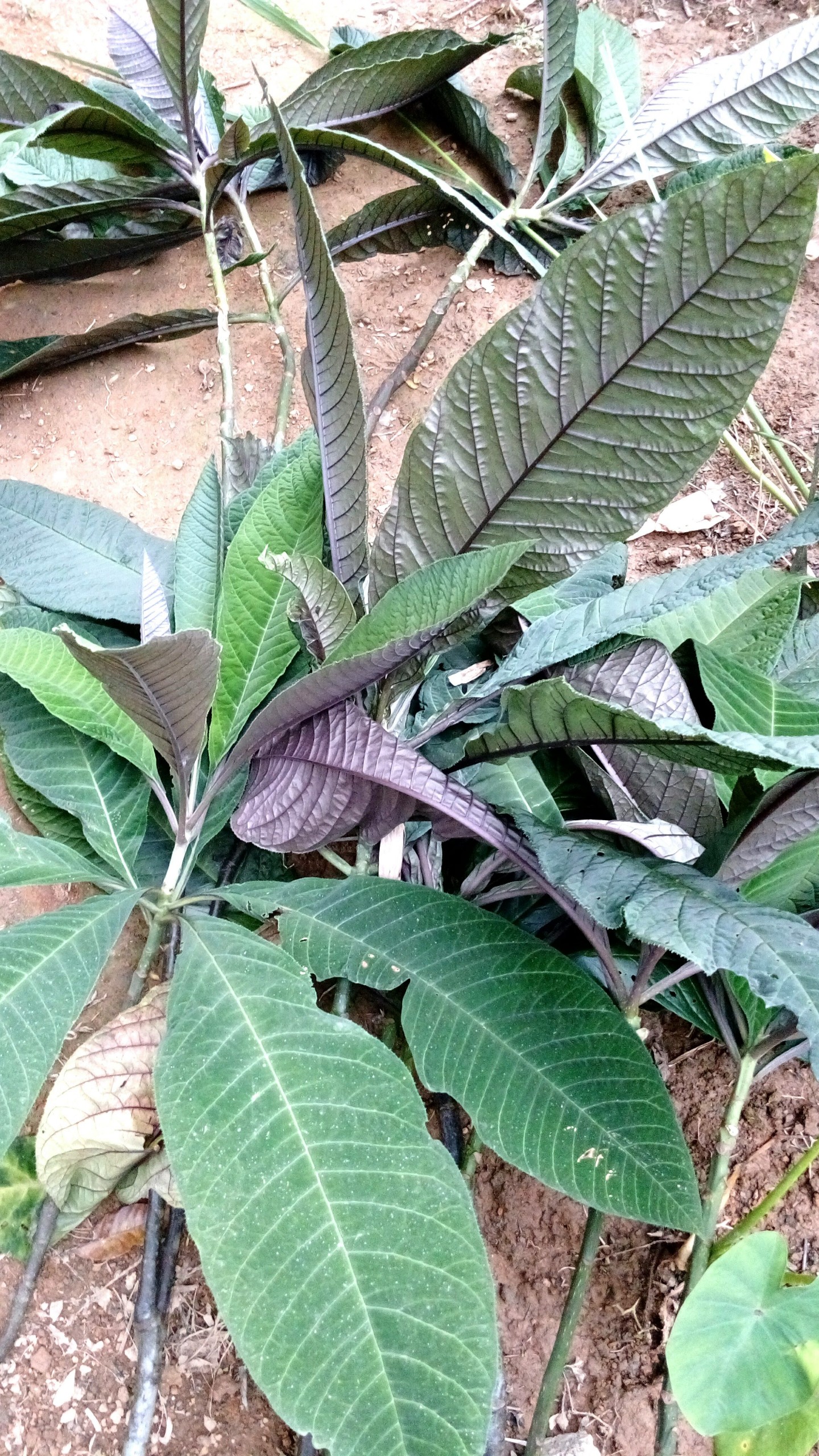 cây khôi tía - Image 4