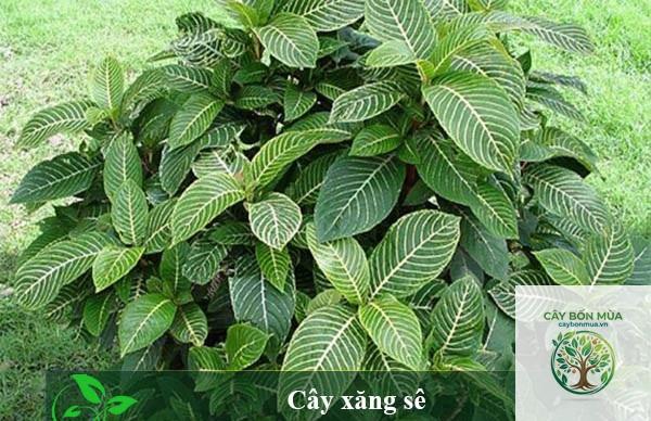 cây khôi trắng - Image 1