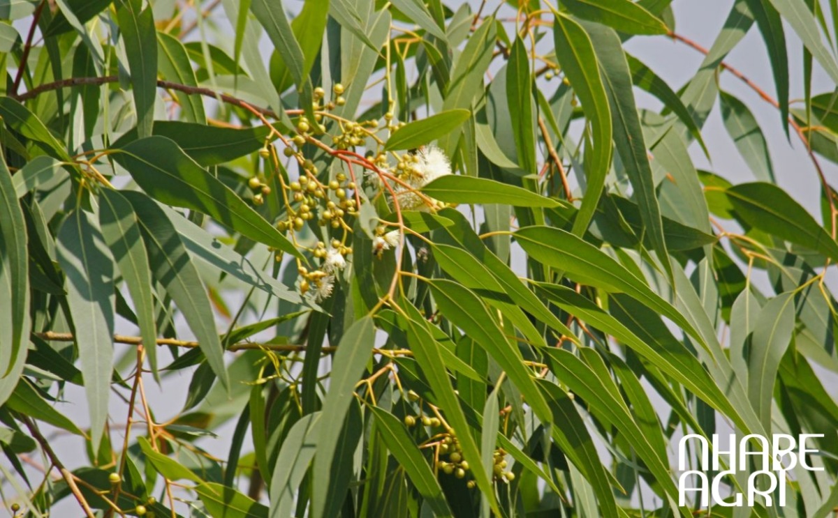 cây khuynh diệp - Image 4