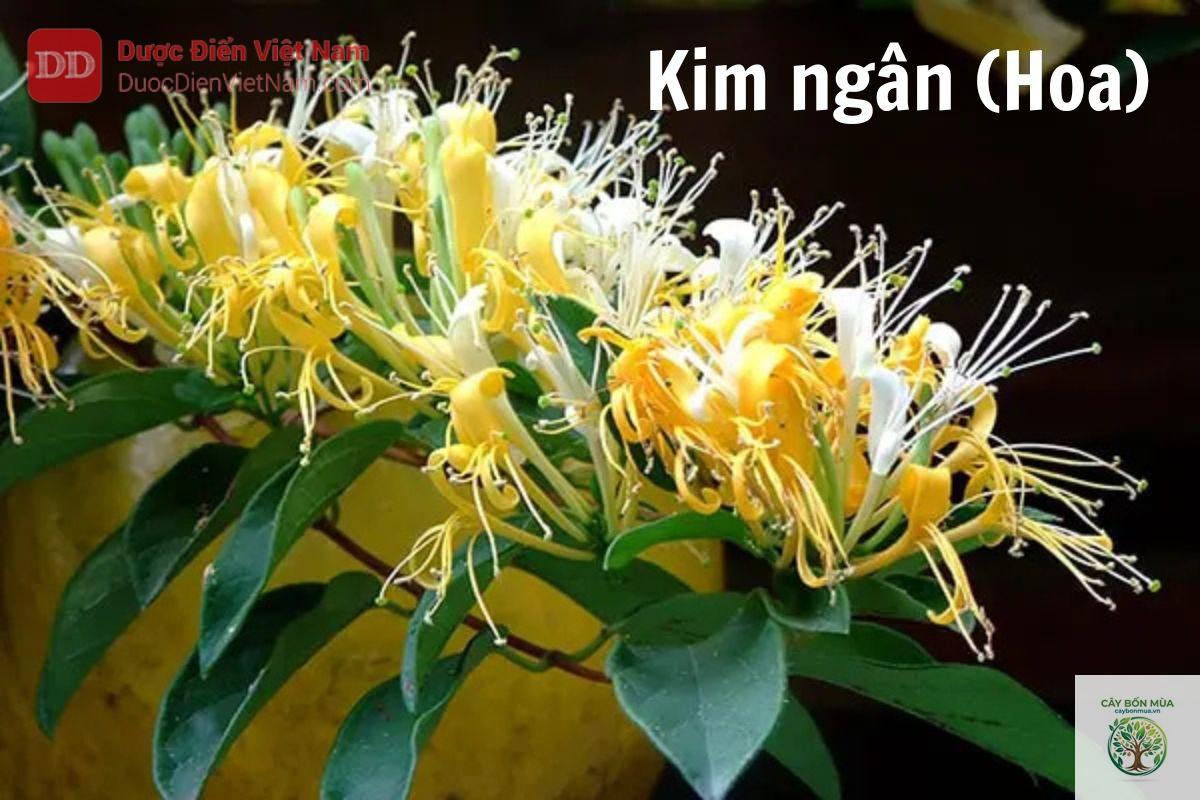 cây kim ngân hoa - Image 3