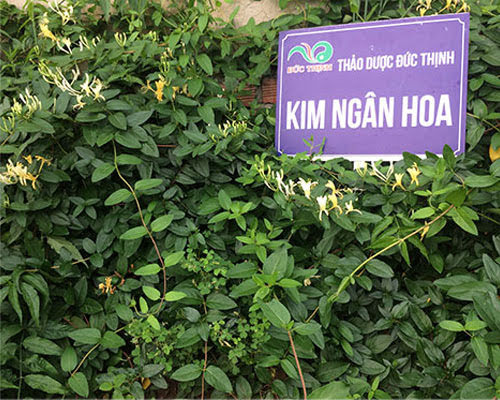 cây kim ngân hoa - Image 4