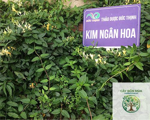 cây kim ngân hoa - Image 5