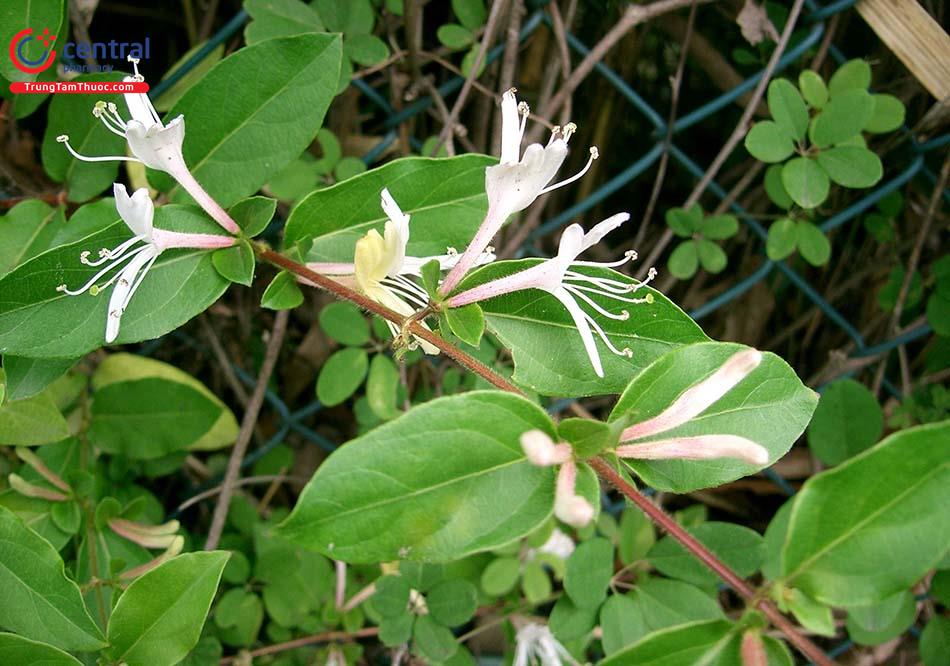 cây kim ngân hoa - Image 5