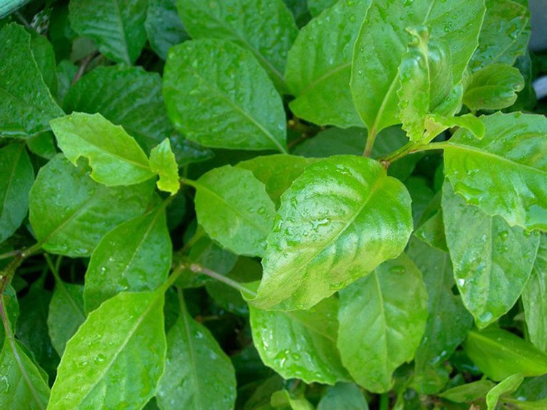 cây kim thất tai - Image 2