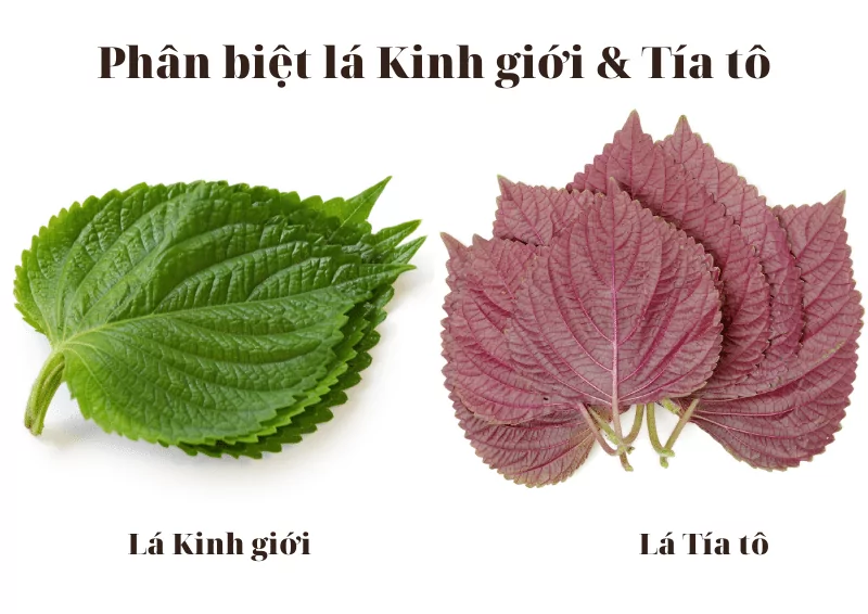 cây kinh giới Tây - Image 5