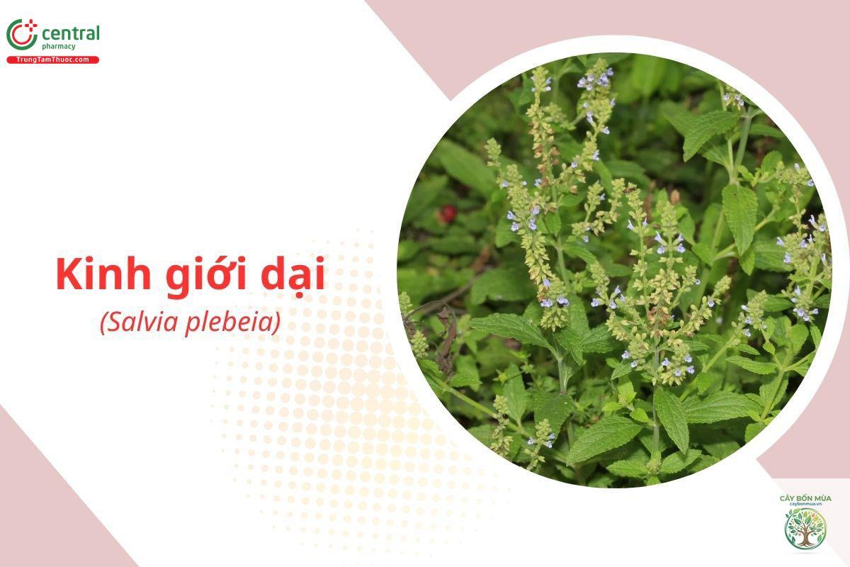 cây kinh giới dại - Image 4