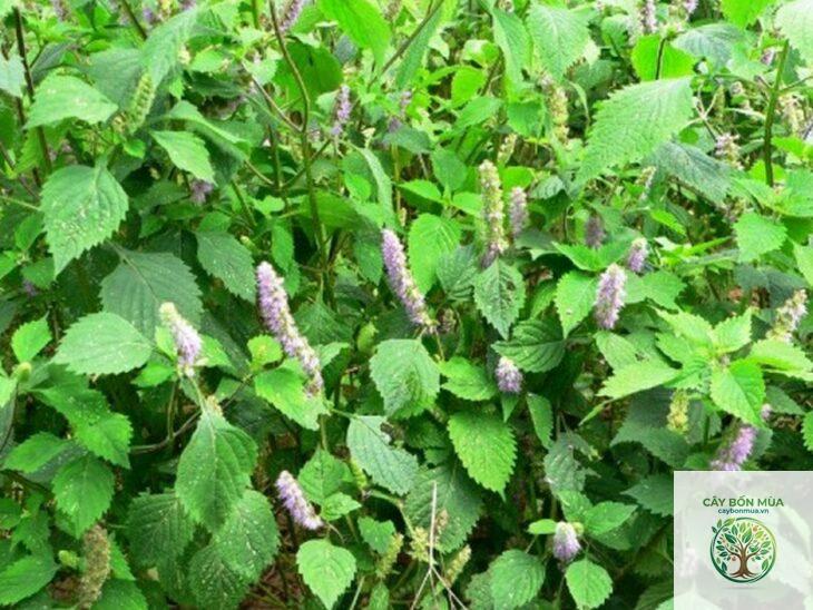 cây kinh giới dại