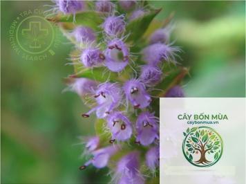 cây kinh giới hoa tím - Image 3
