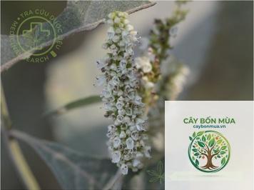 cây kinh giới hoa trắng - Image 2