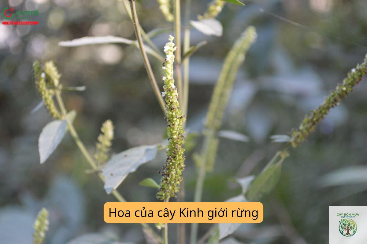 cây kinh giới hoa trắng - Image 5