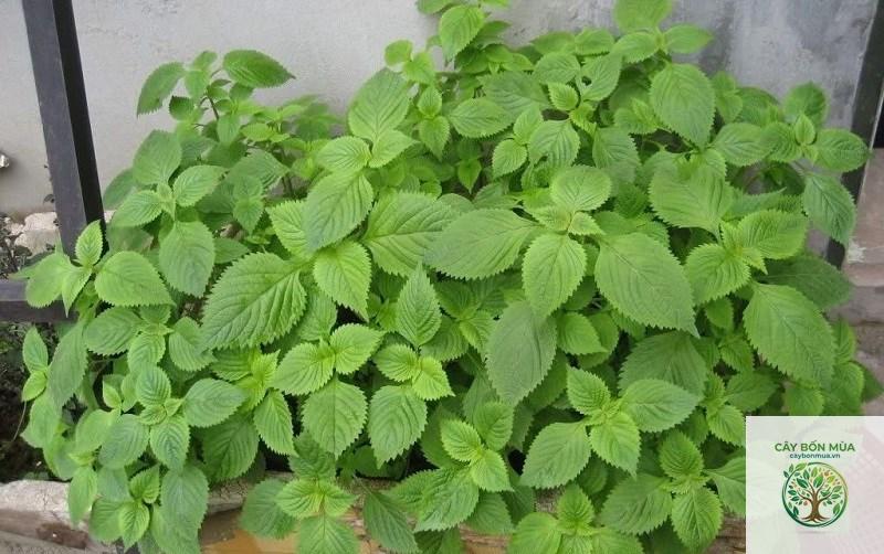 cây kinh giới hoang - Image 5
