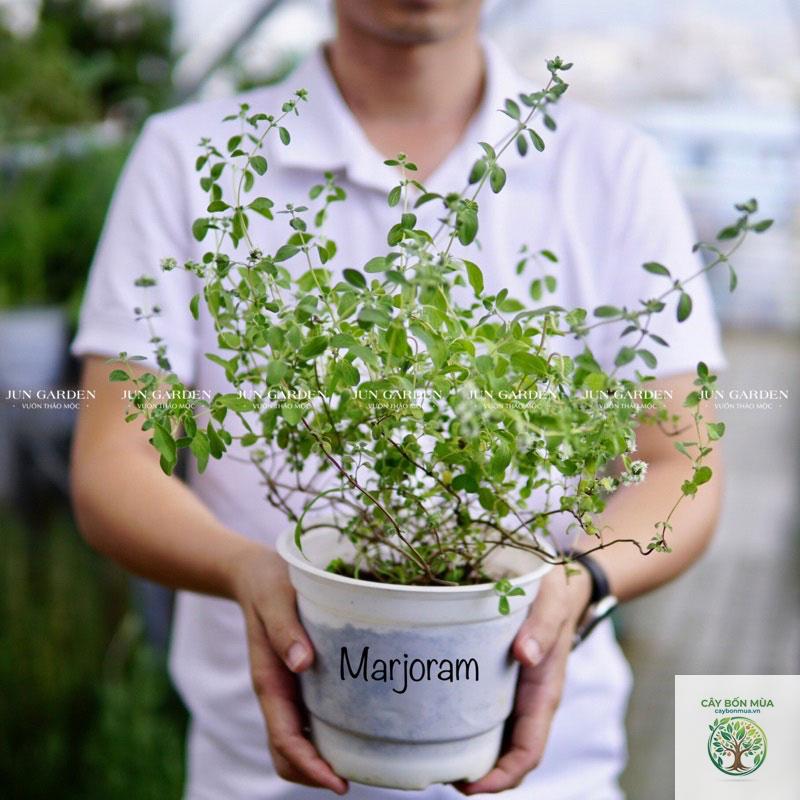cây kinh giới ngọt - Image 3