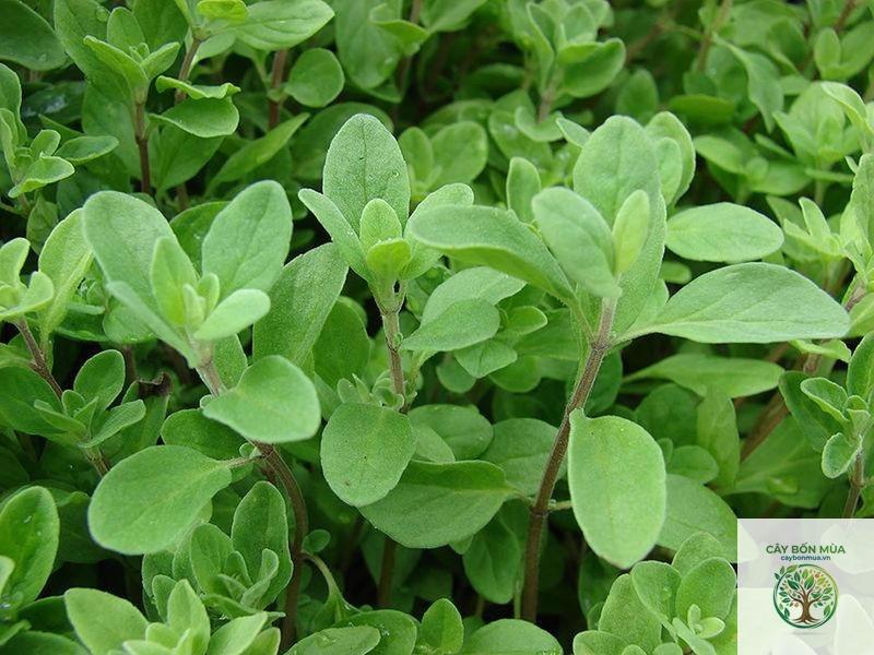cây kinh giới ngọt