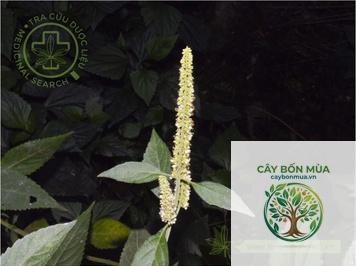 cây kinh giới núi - Image 4