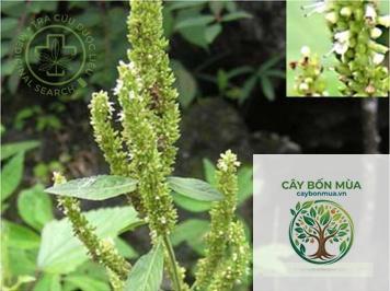 cây kinh giới núi