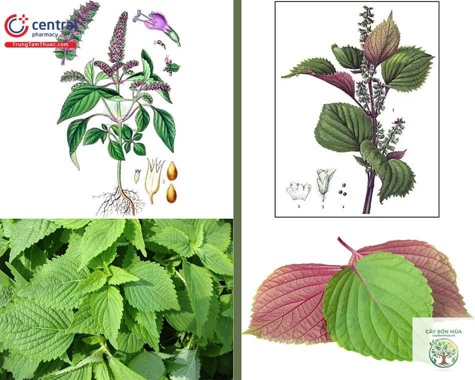 cây kinh giới tím - Image 4
