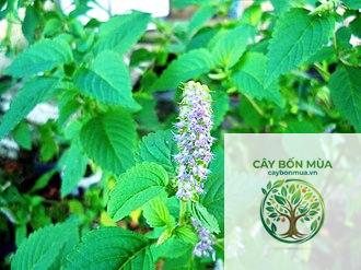 cây kinh giới trắng - Image 3