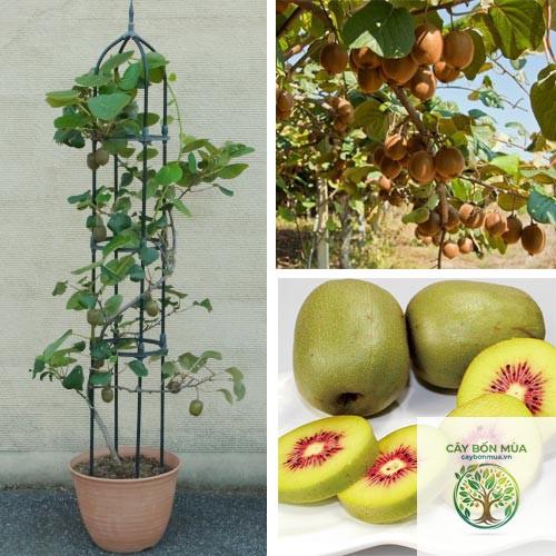 cây kiwi - Image 3