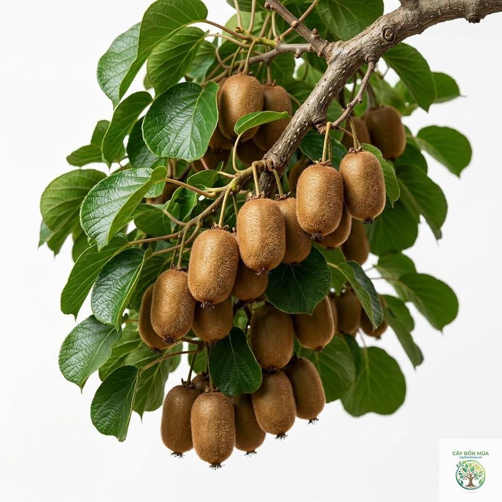 cây kiwi Bruno
