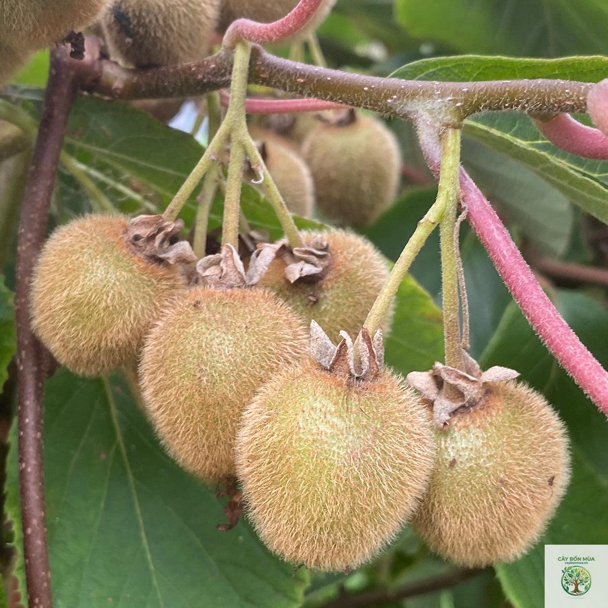 cây kiwi Jenny - Image 3