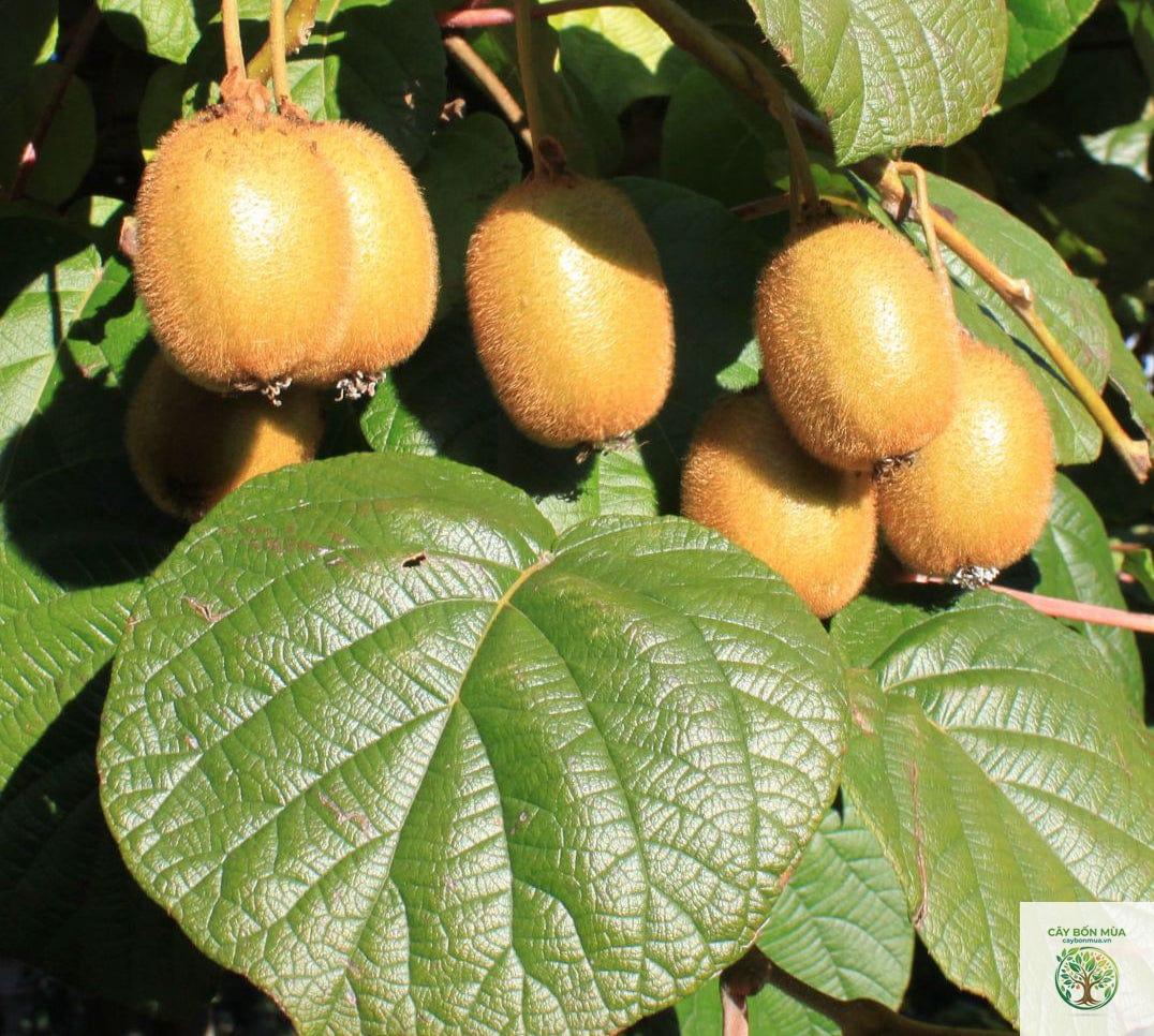 cây kiwi Jenny - Image 1