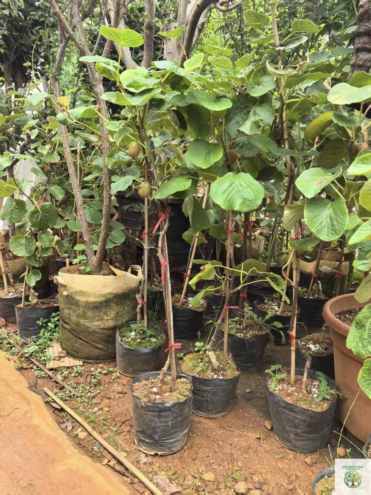 cây kiwi đỏ - Image 2