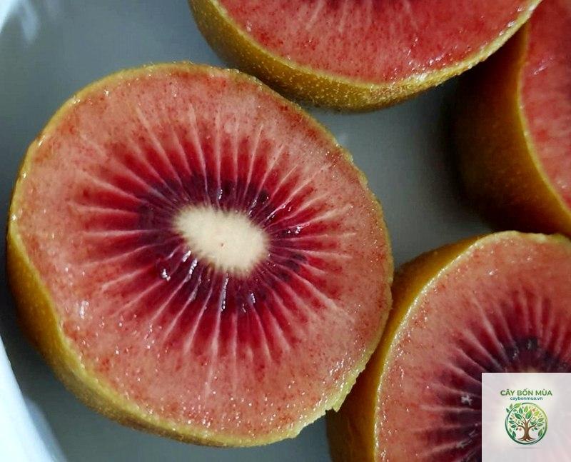 cây kiwi đỏ - Image 3