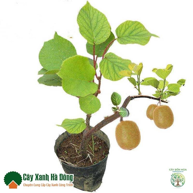 cây kiwi